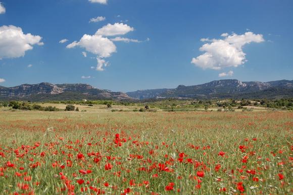 Quietly brilliant: poppies in Matarraña