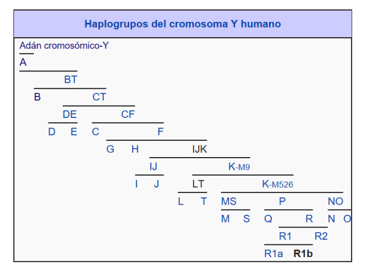haplogrupos_cromosoma_Y
