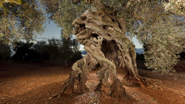 Olivo milenario llamado de las cuatro patas, en Canet lo Roig (Castellón). Imagen cedida por la mancomunidad de la Taula del Sénia. 